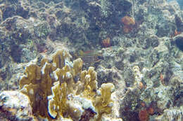 Image of Blackbarred Squirrelfish