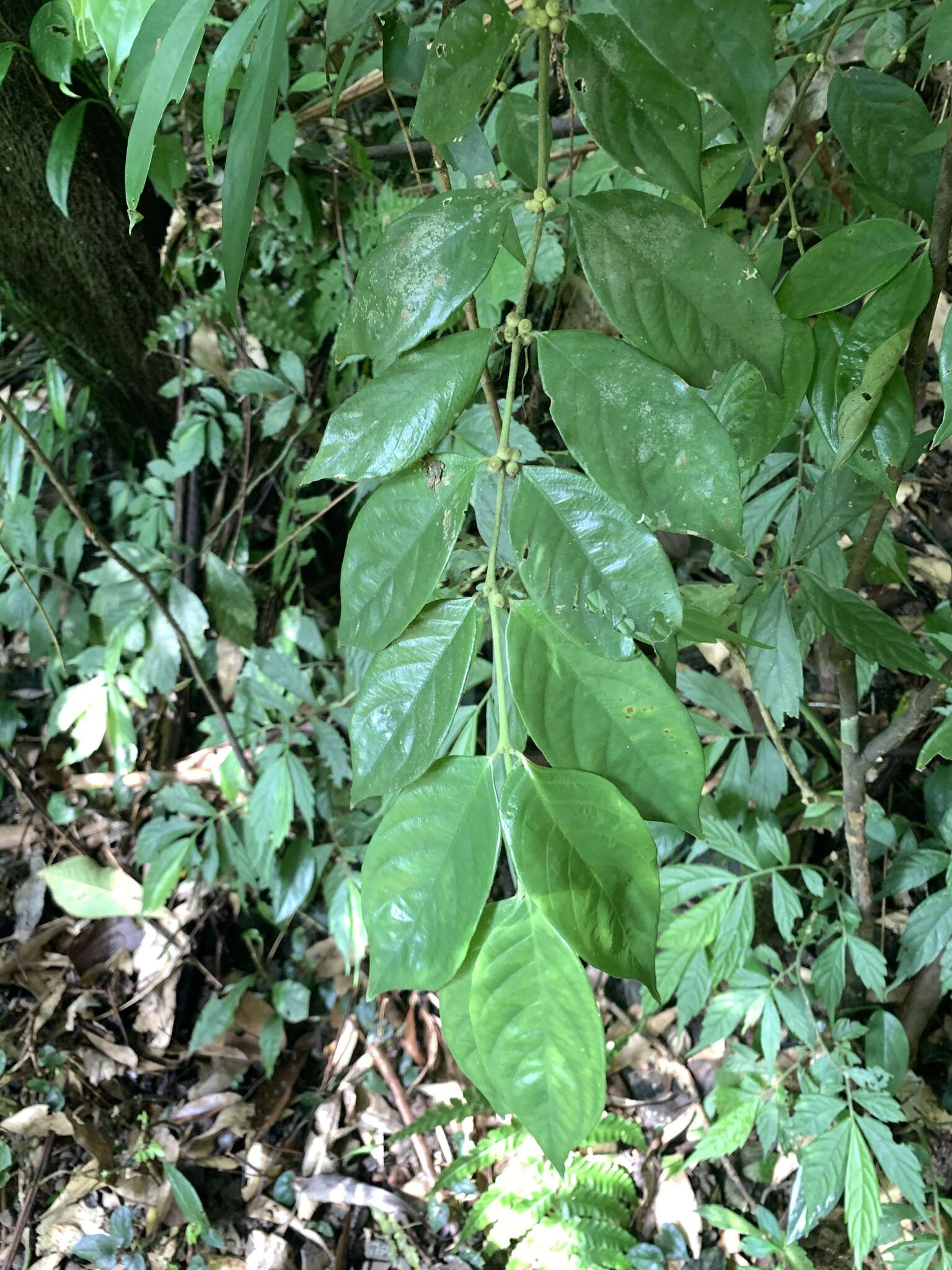 Image of Lasianthus hispidulus (Drake) Pit.