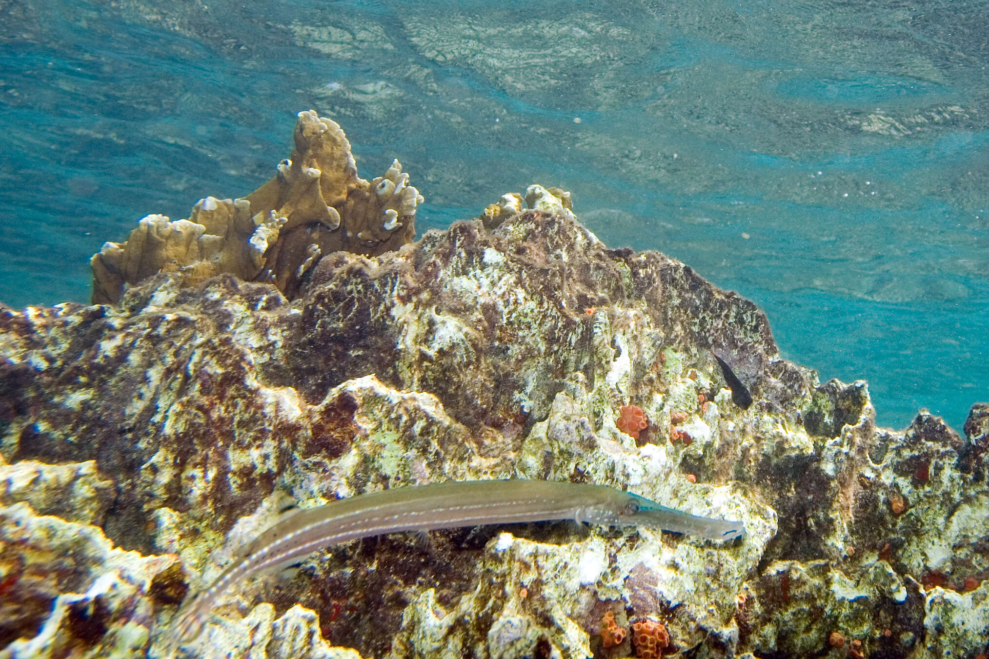 Aulostomus maculatus Valenciennes 1841 resmi