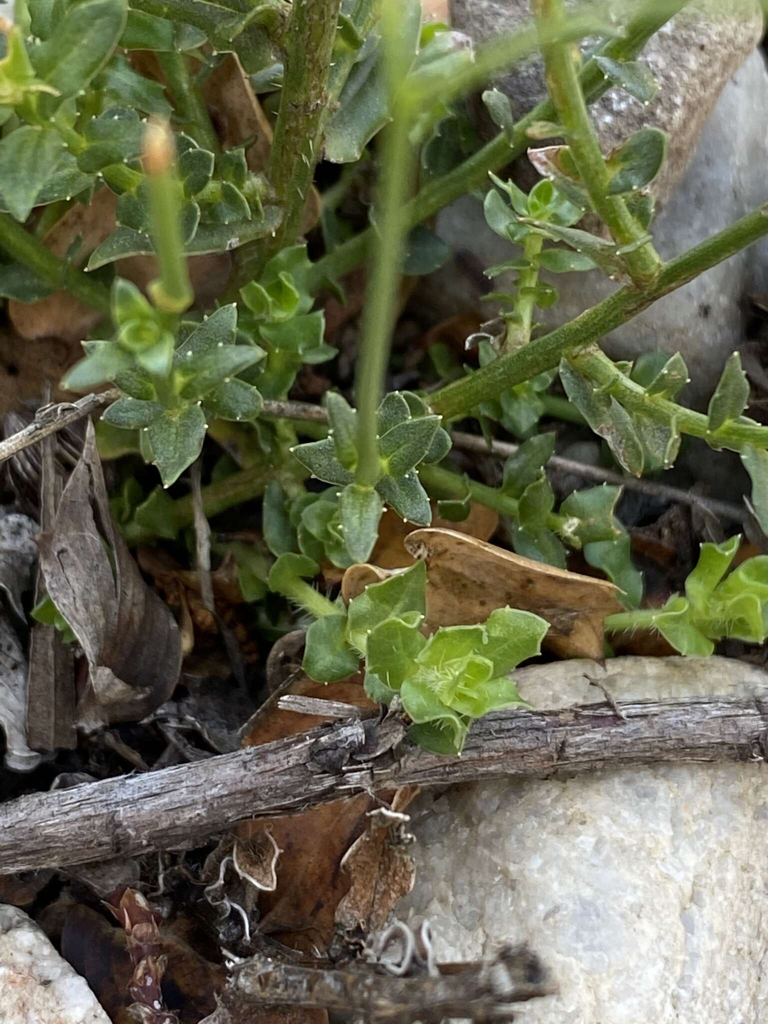 Sivun Theilera robusta (A. DC.) Cupido kuva