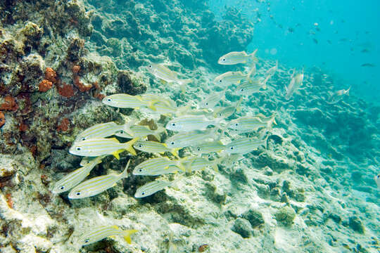 Image of Smallmouth Grunt