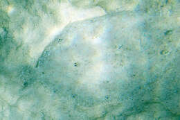 Image of Flounder