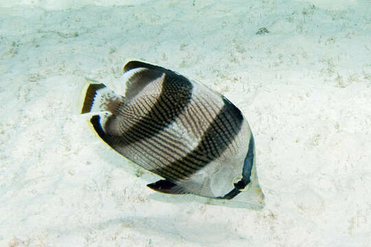 Image of Banded Butterflyfish