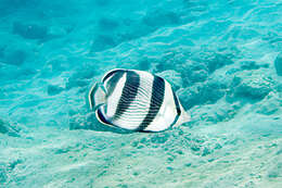 Image of Banded Butterflyfish