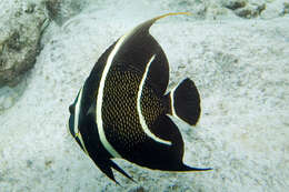 Image of Angelfish