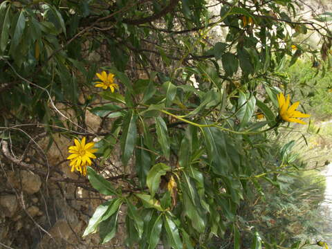 Image of Flourensia monticola M. O. Dillon