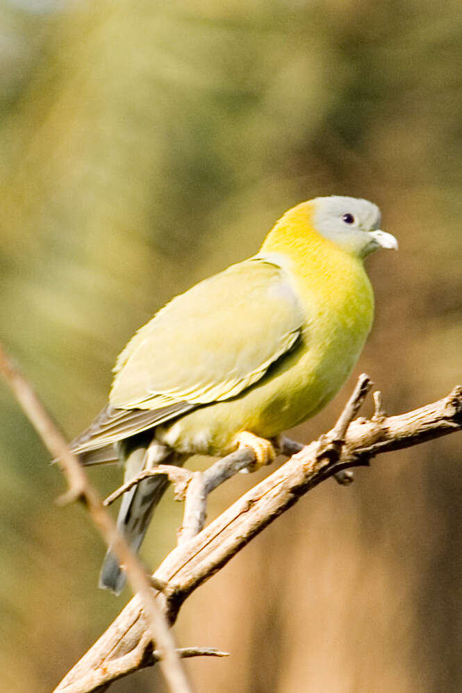 Image of Yellow-footed Green Pigeon