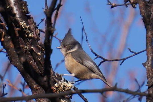 Image of Grey Crested Tit