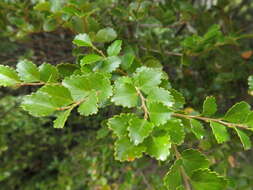 Image de Nothofagus menziesii (Hook. fil.) Oerst.