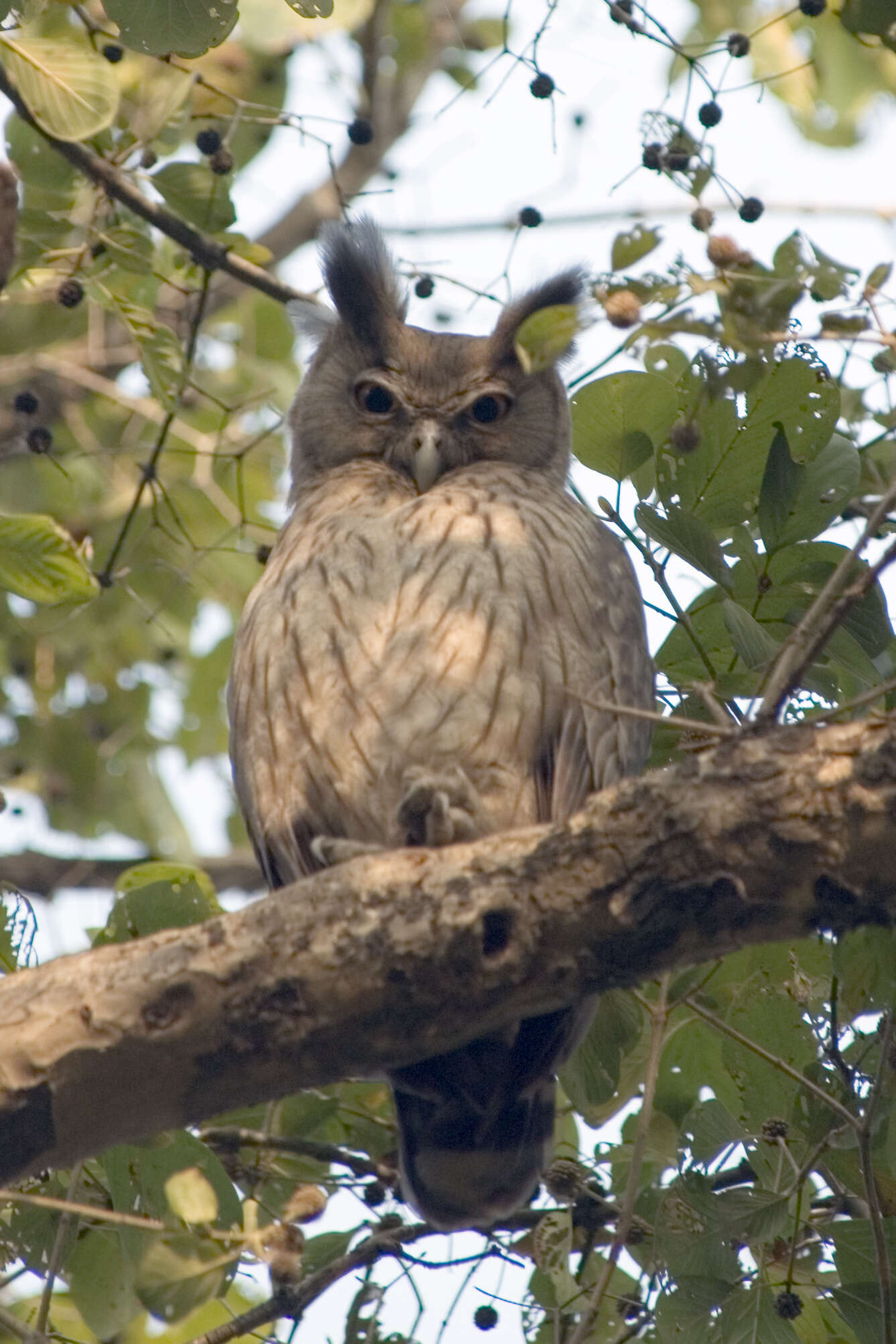 Image of Dusky Eagle-Owl