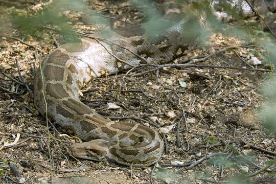 Image of Asiatic rock python