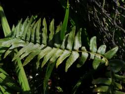 Image of Blechnum hastatum Kaulf.