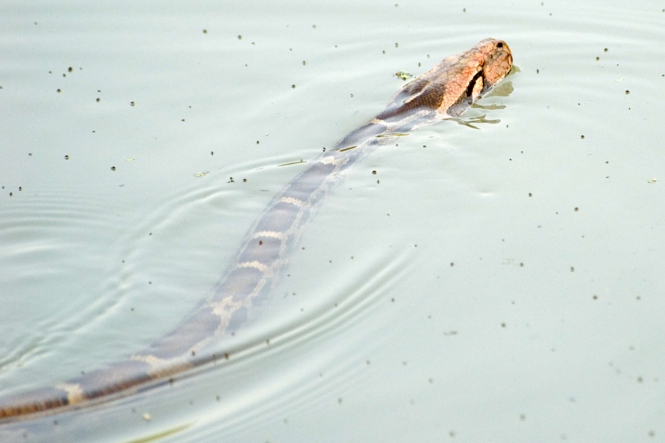 Image of Asiatic rock python