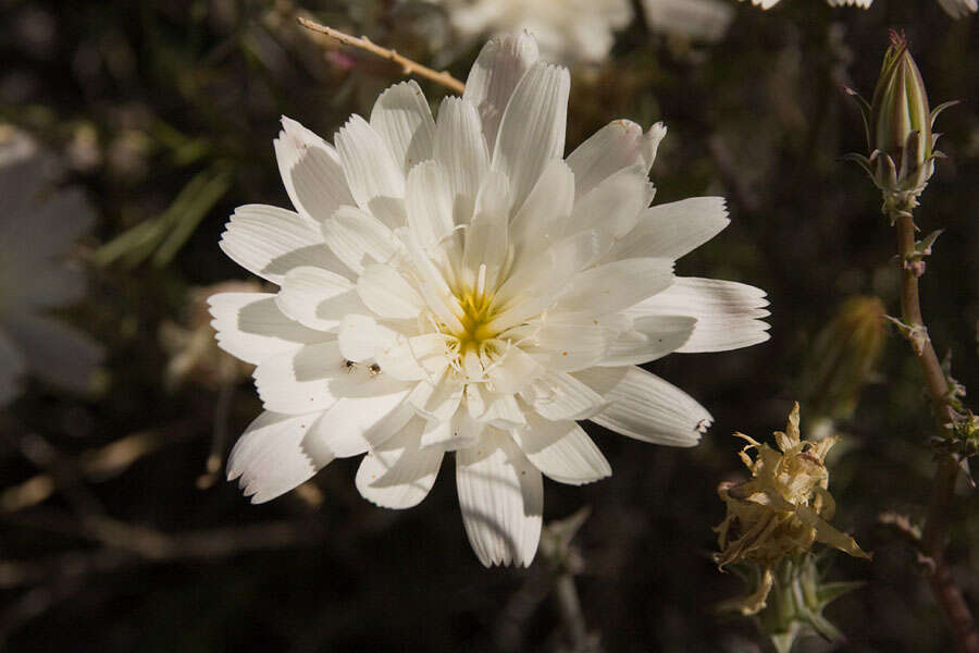 Image of New Mexico plumeseed