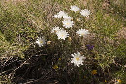 Image of New Mexico plumeseed