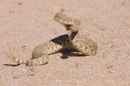 Crotalus lepidus (Kennicott 1861) resmi