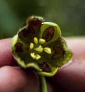 Image of Calochortus hartwegii Benth.