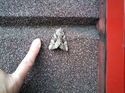 Image of Yellow-banded Underwing