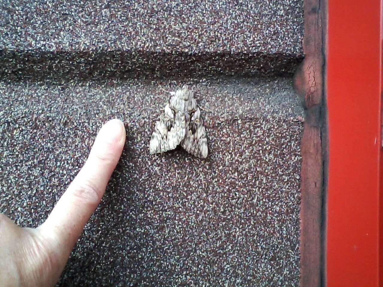 Image of Yellow-banded Underwing