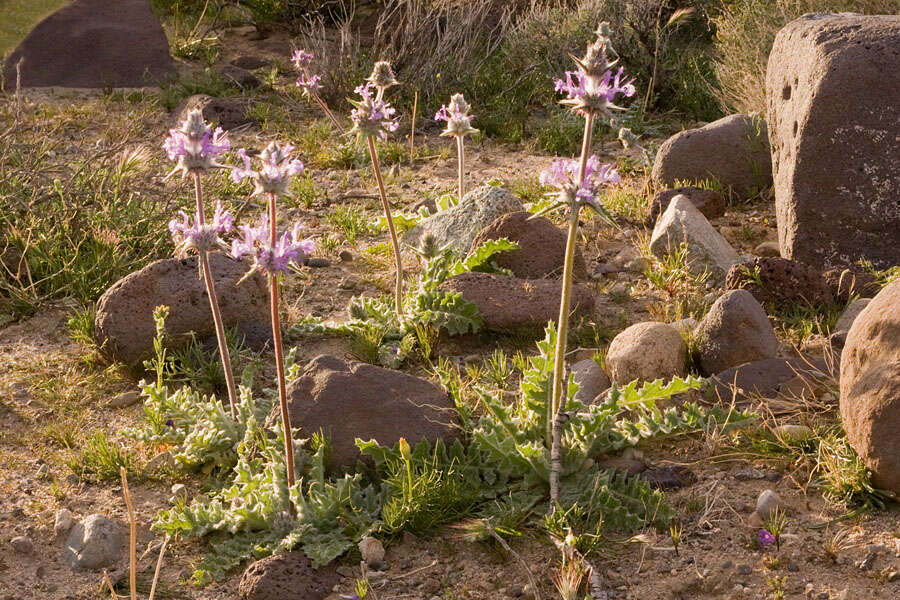 Image of thistle sage