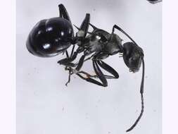 Image of Polyrhachis turneri Forel 1895