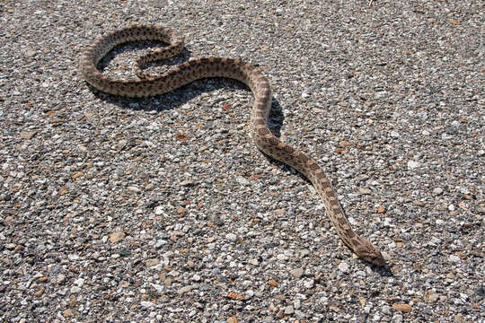 Pituophis catenifer deserticola Stejneger 1893的圖片