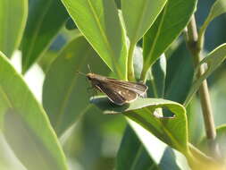 Image of Salt Marsh Skipper