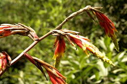 صورة Guzmania xanthobractea Gilmartin