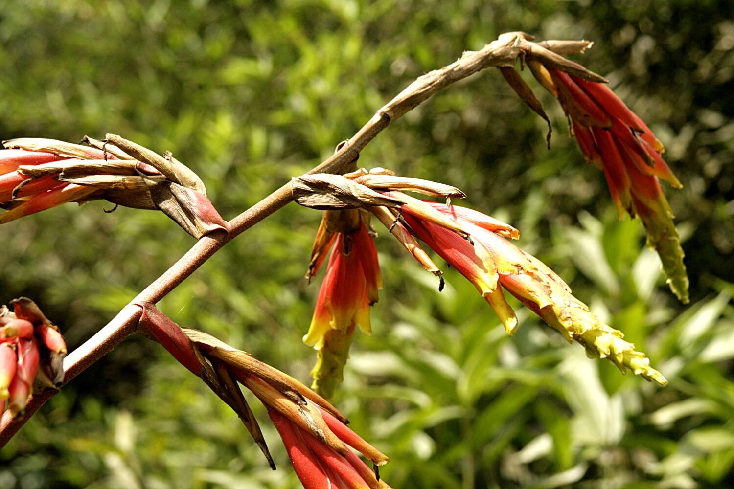 صورة Guzmania xanthobractea Gilmartin