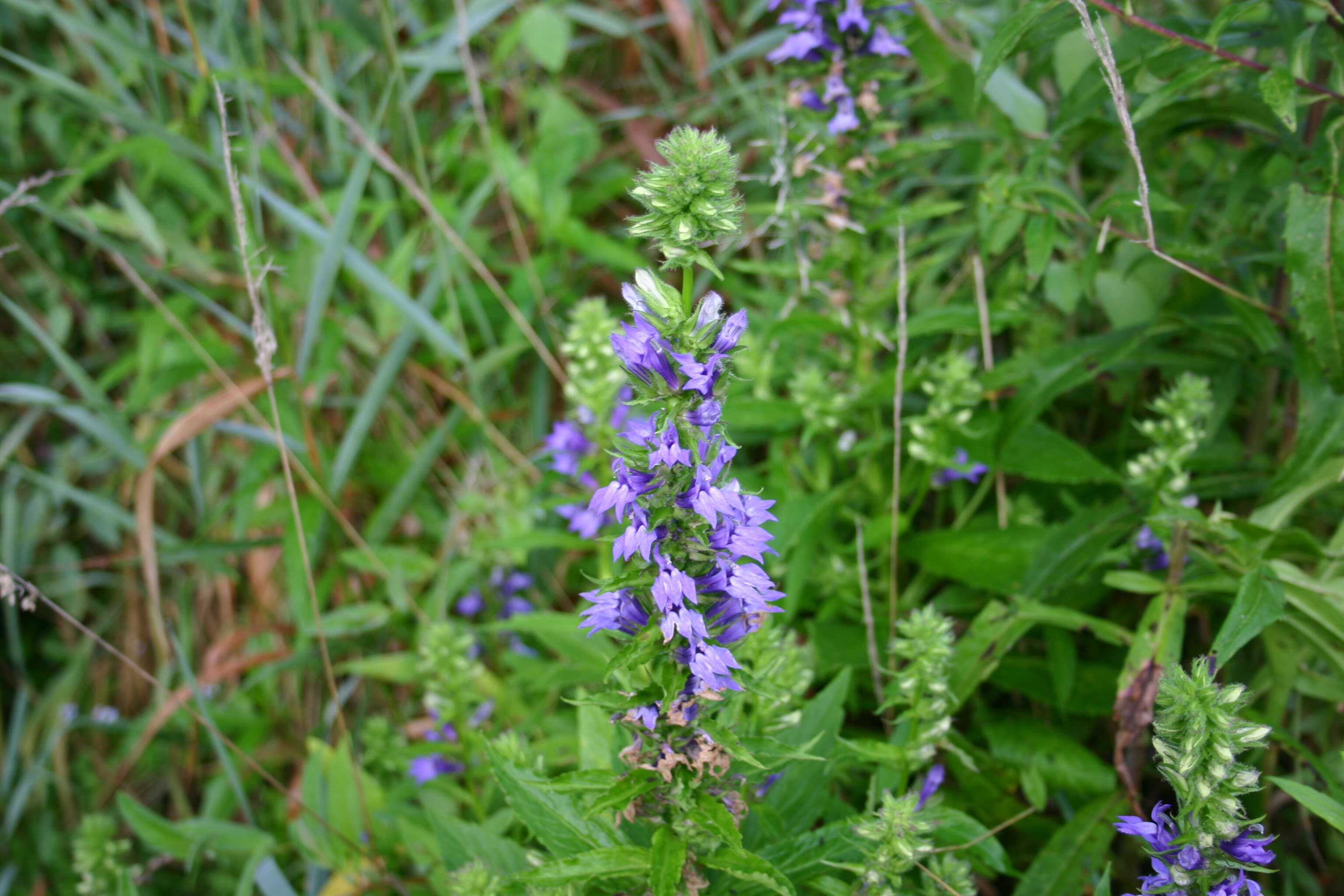 Слика од Lobelia siphilitica L.