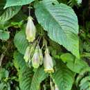 Image of Loxostigma griffithii (Wight) C. B. Clarke