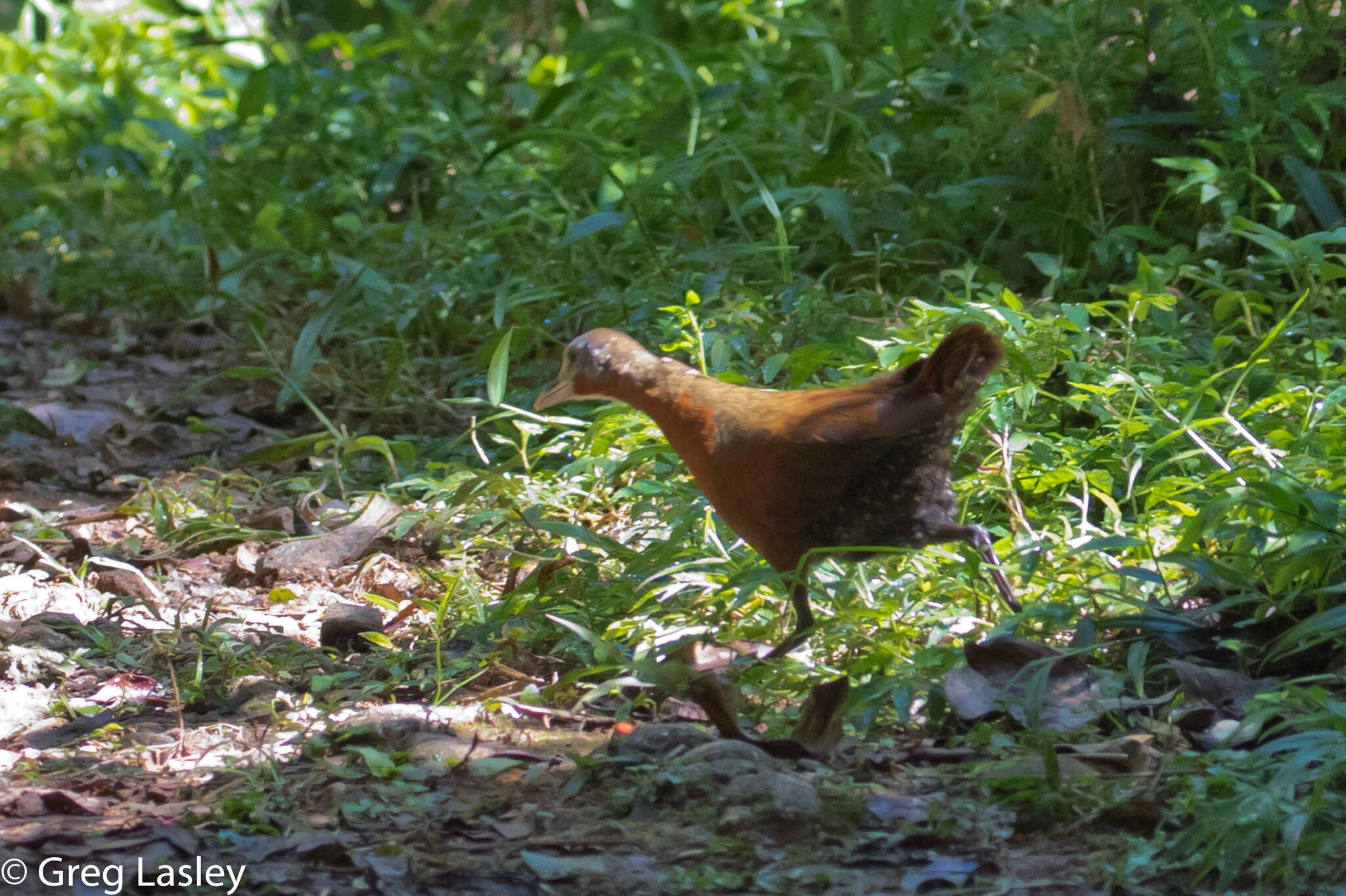 Image of Madagascar Wood Rail