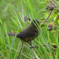 Sporophila funerea (Sclater & PL 1860) resmi