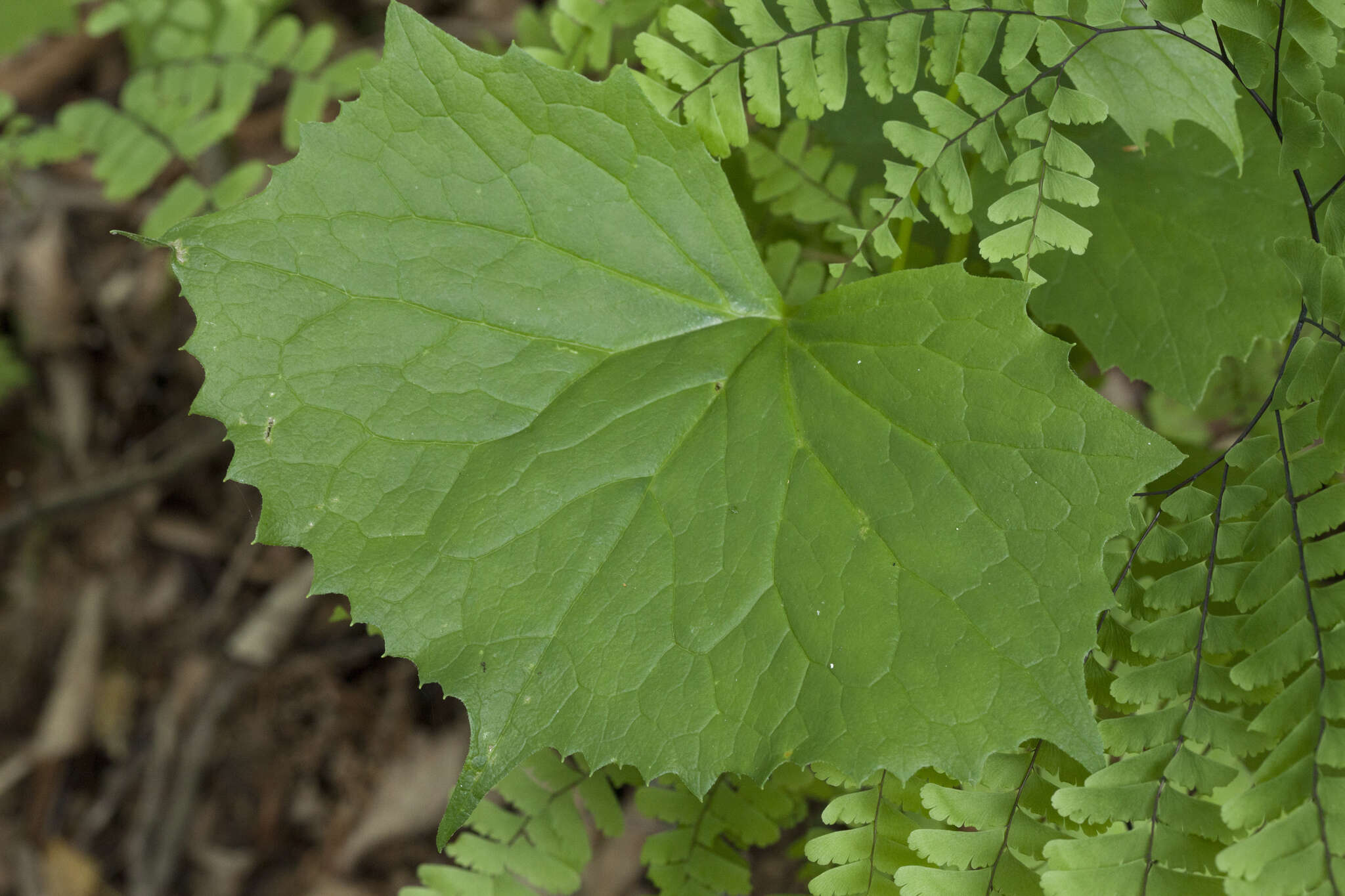 Image of Parasenecio auriculata (DC.) J. R. Grant