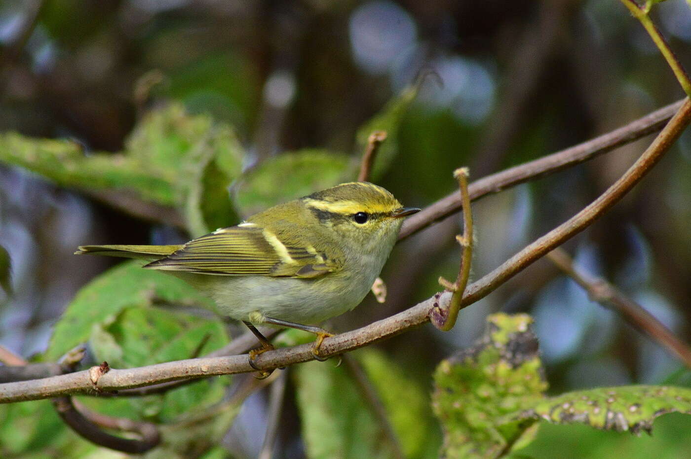 Image of Lemon-rumped Warbler