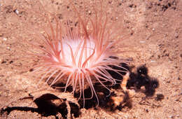 Image of Brown whirl tubeworm