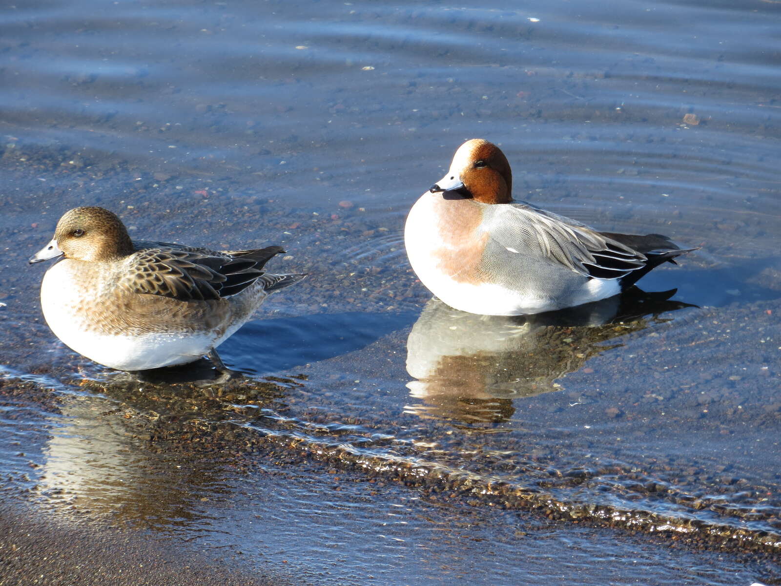 Image of Eurasian Wigeon