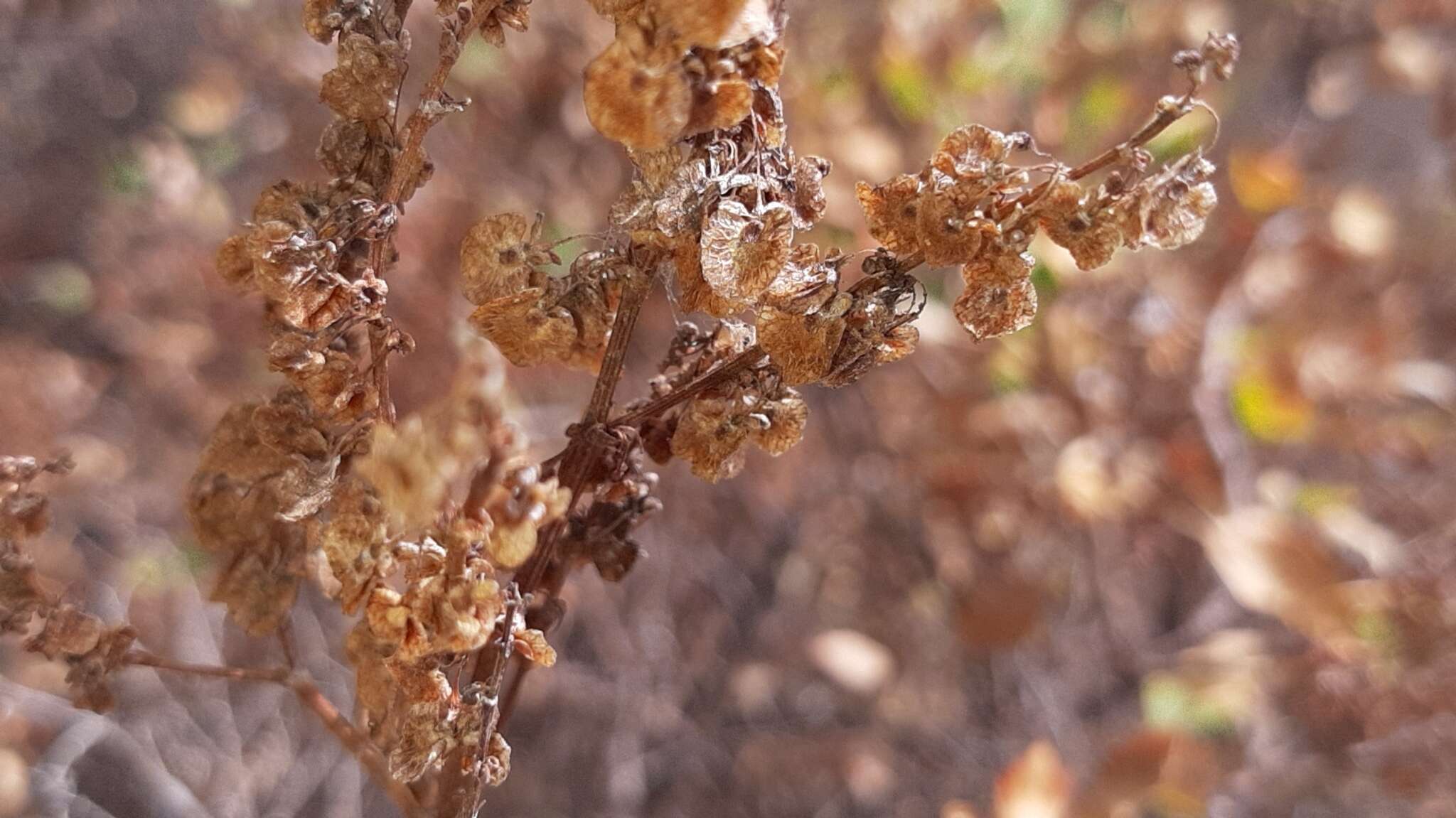 Imagem de Rumex lunaria L.