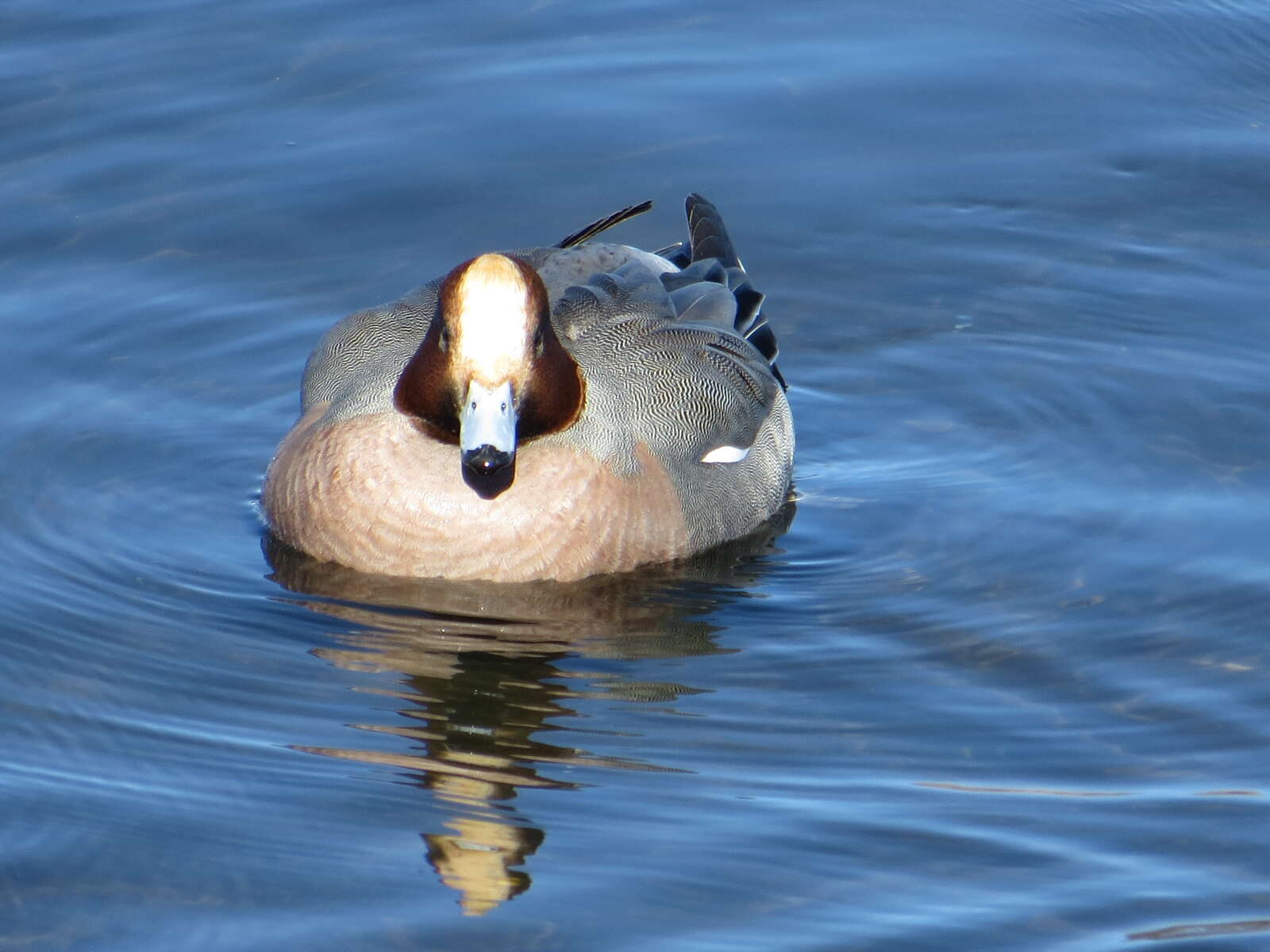 Image of Eurasian Wigeon