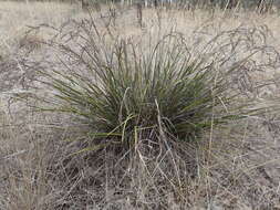 Image of Lepidosperma viscidum R. Br.