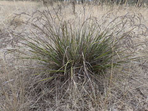 Sivun Lepidosperma viscidum R. Br. kuva