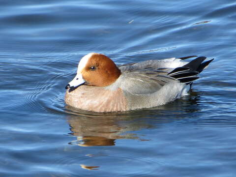 Image of Eurasian Wigeon