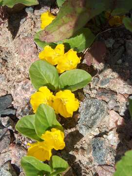 Слика од Lysimachia nummularia L.