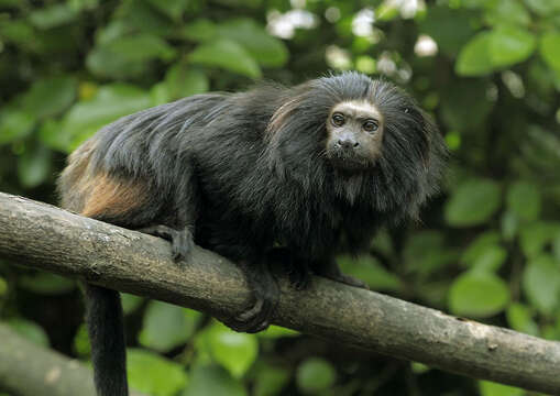 Image de Tamarin lion à croupe dorée