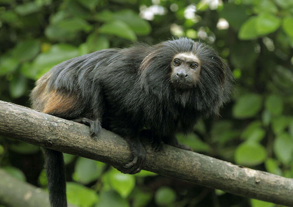 Image of golden-rumped lion tamarin