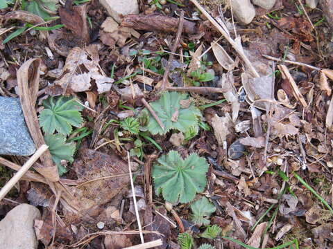 Image of Alchemilla vulgaris L.