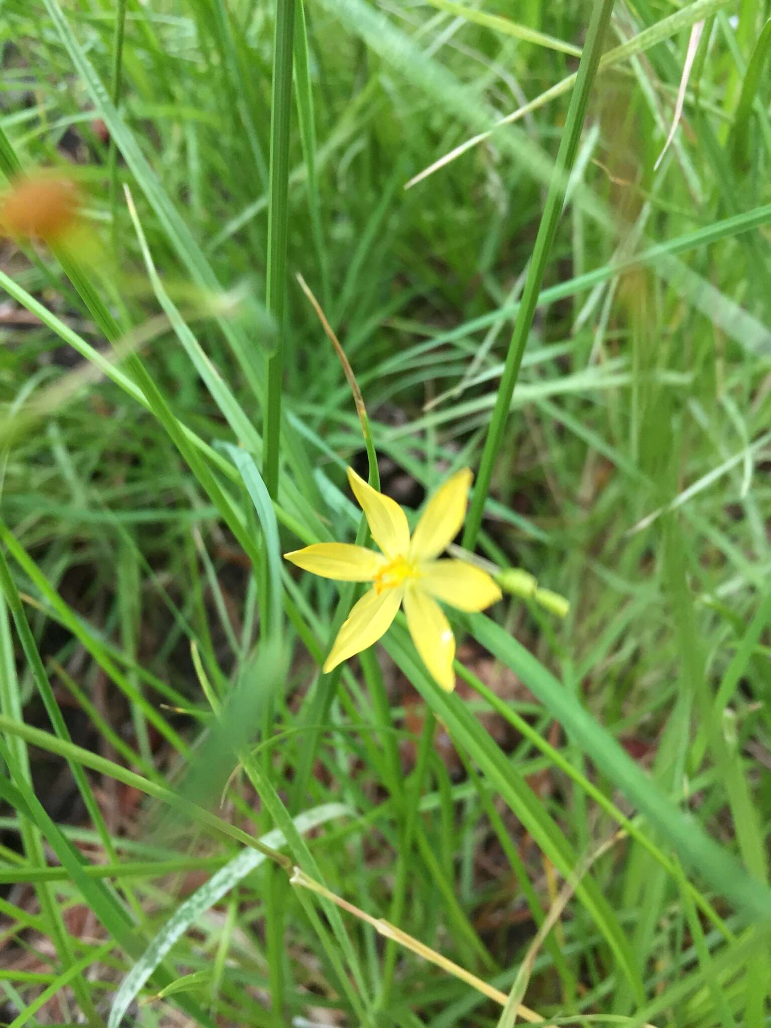 Image of Timberland Blue-Eyed-Grass