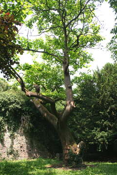 Image of princess tree