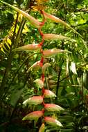 Image of Heliconia chartacea Lane ex Barreiros