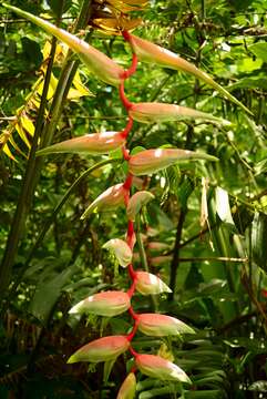 Image of pink flamingo heliconia